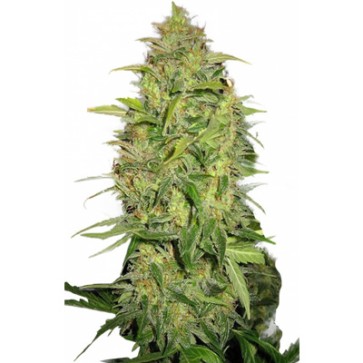 Насіння конопель Auto Lemon Skunk Feminised